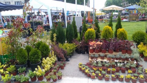 PRIJAVLJIVANJE UČESNIKA: U Požarevcu narednog vikenda Festival cveća