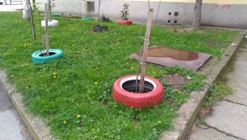 РЕЦИКЛАЖА У ПОЖАРЕВЦУ: Старе ауто-гуме станари користе као жардињере за цвеће