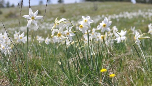 НАРЦИСУ У ПОХОДЕ: У недељу на Столовима повише Краљева традиционлна манифестација