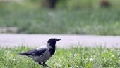 VRANE KRENULE U LOV NA TRAMPA: Čovek naučio ptice da kradu MAGA kačkete