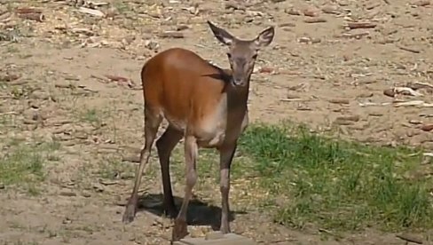 НИЈЕ ЛАНЕ: Знате ли како се зове младунче кошуте?