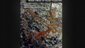 ОТКРИВЕНЕ ДО САДА НЕПОЗНАТЕ ВРСТЕ МОРСКОГ ПАУКА: Научнике изненадило чиме се хране (ВИДЕО)