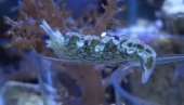 ZVUČI KAO NAUČNA FANTASTIKA ALI NIJE: Morski puž krade delove tela iz plena i dobija njegove moći