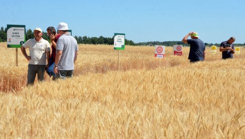 “DANI POLJA STRNIH ŽITA: Predstavljeno 27 sorti pšenice