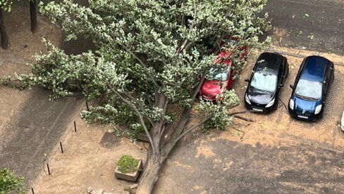 SUPERĆELIJSKA OLUJA NAPRAVILA MILIONSKU ŠTETU: Posle nevremena radnici u komunalnim preduzećima imali pune ruke posla