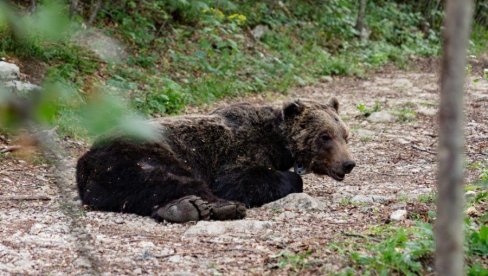 MEDVED POKUŠAO DA RASKOPA GROB U POTRAZI ZA HRANOM: Bizaran incident u Crnoj Gori