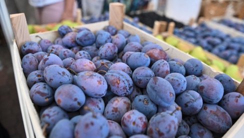 ŠLJIVOM DO PUNOG NOVČANIKA: Šta sve treba znati pre podizanja zasada - Detaljan vodič za unosan biznis