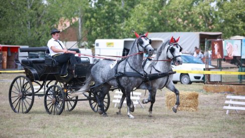 НЕДАЛЕКО ОД КИКИНДЕ, ФИЈАКЕРИЈАДА ОКУПИЛА УЧЕСНИКЕ ИЗ СВИХ КРАЈЕВА ВОЈВОДИНЕ   Вранац из Башаида и у срцу Београда