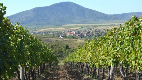 OPSTAJU DOMAĆE SORTE KOJE SU NA STRES NAVIKLE: Autohtone vrste prošle dug proces prirodne selekcije u različitim vremenskim uslovima