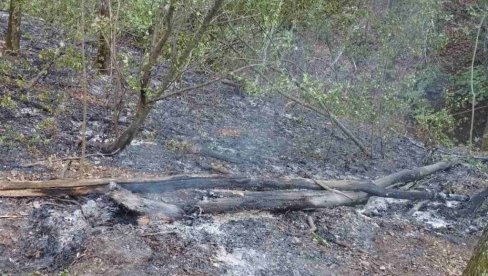 (ИЗ)ГОРЕЛА ТРИ ХЕКТАРА ШУМЕ: Пожар на падинама Столова повише Краљева под контролом