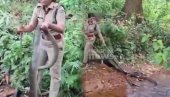 СВЕТ У НЕВЕРИЦИ: Жена ухватила кобру дугу 6 метара (ВИДЕО)