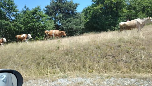 U ZAPADNOJ SRBIJI STOČARI NA MUKAMA: Sve manje krava muzara