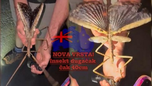 OTKRIVENA NOVA VRSTA INSEKTA: Ogroman je, dug 40 cm - moguće i najteži u Australiji (VIDEO)