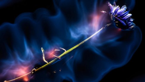 CVEĆE KAO INSPIRACIJA: Izložba fotografija Nemanje Živkovića u KC Ribnica