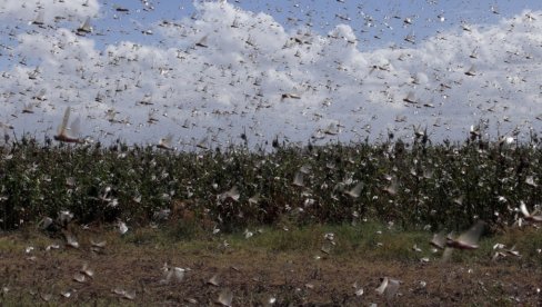 NAJEZDA BIBLIJSKIH RAZMERA Milioni insekata napadaju sela i uništavaju useve - pošast kao posledica rata u Ukrajini
