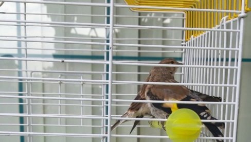 HTELI DA PRENESU SUNČANOG PAPAGAJA, ČEŠLJUGARA I KONOPLJARKU: Na Horgošu sprečeno krijumčarenje zaštićenih ptica