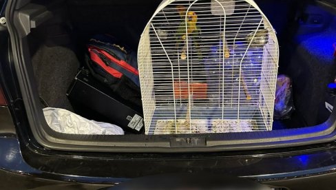 СПРЕЧЕНО КРИЈУМЧАРЕЊЕ  ЗАШТИЋЕНИХ ПТИЦА: На граничном прелазу Хоргош