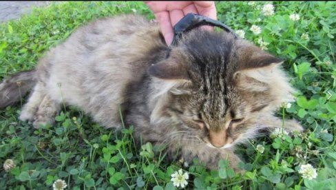 НИКО НИЈЕ ЈАЧИ ОД ЗАКОНА: Ухваћена мачка због диловања дроге (ФОТО)