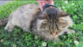 НИКО НИЈЕ ЈАЧИ ОД ЗАКОНА: Ухваћена мачка због диловања дроге (ФОТО)