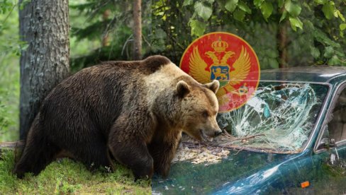 DRAMA U CG Medved ih gađao kamenjem - polomio im stakla na kolima: Izašli smo, osetio sam bol u ramenu - i shvatio šta se desilo