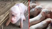 U Srbiji rođeno prase sa JEDNIM OKOM nasred čela! Bojanići umrli od straha kad je izašlo - ŠESTO od 18