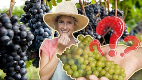 КОЈЕ ЈЕ ЗДРАВИЈЕ? Ово је разлика између црног и белог грожђа