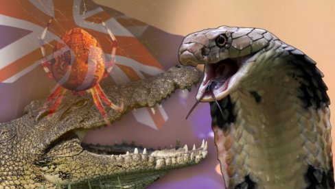 НИ ЗМИЈЕ, НИ КРОКОДИЛИ, НИ ПАУЦИ: Шокираћете се која животиња је најсмртоноснија у Аустралији - проузрокују чак 1/3 смртних случајева