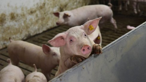 AFRIČKA SVINJSKA KUGA POTVRĐENA U BIH: Hrvati strepe, visok stepen opreza u pograničnim mestima
