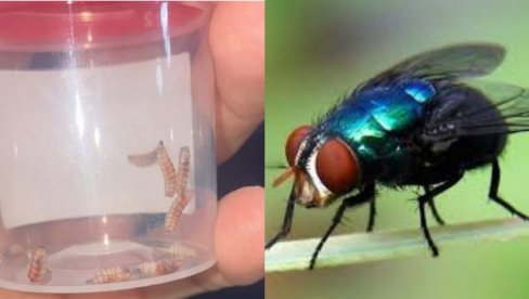 PRVI SLUČAJ CRVA MESOŽDERA U TELU ČOVEKA U AMERICI: Parazit polaže jaja u ranama na koži, ishod fatalan ako se ne leči na vreme (FOTO/VIDEO)