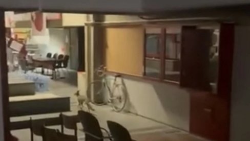 FILOZOFSKI FAKULTET U NOVOM SADU - LEGLO ZARAZE: Tone smeća, lisica i pacovi šetaju hodnicima (VIDEO)