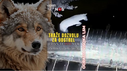 ТРАЖЕ ОД ДРЖАВЕ ДА ГА УБИЈУ: Вук заклао 60 оваца - 20 пута прескочио ограду од МЕТАР И ПО! Повратник снимљен надзорним камерама (В