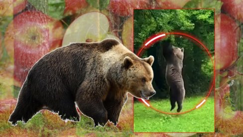 Snimili medveda u voćnjaku - nisu mogli da veruju ŠTA radi! To je dokaz koliko su pametni i prilagodljivi (VIDEO)