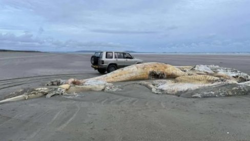 Огроман леш мистериозног бића испливао на познату плажу, сви се питају ШТА ЈЕ ТО? (ФОТО)