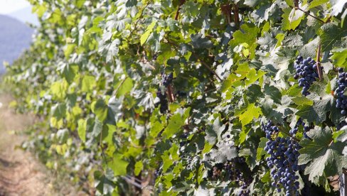 ТРЕБИЊСКИ ВИНОГРАДАРИ ИМАЈУ РАЗЛОГА ЗА ЗАДОВОЉСТВО:  Врхунски квалитет и већи приноси грожђа него лани