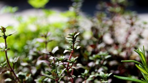 OVA ZAČINSKA I LEKOVITA BILJKA IMA VIŠESTRUKE BENEFITE: Evo kako je gajiti ruzmarin u kućnim uslovima