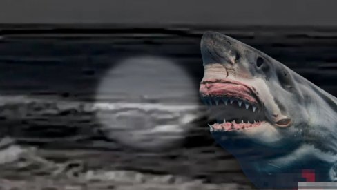 (UZNEMIRUJUĆE) Snimljeno kako je ajkula ubila čoveka - voda je prskala desetak sekundi na sve strane