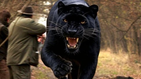 PONOVO VIĐEN CRNI PANTER U BLIZINI SRBIJE: Opasni predator prestravio lovca u šumi, čoveka spasila samo prisebnost