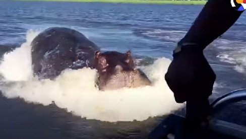 TRAGEDIJA: Nilski konj prevrnuo čamac, nestalo 11 ljudi - među njima i beba