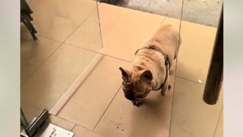 TO JE PRAVI LJUBIMAC: Pas vlasniku pomogao da zaradi više od 1.000 evra (FOTO/VIDEO)