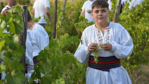 I OVE GODINE USPEŠNO NASTAVLJENA MISIJA UDRUŽENJA ROGLJEVAČKE PIVNICE NEDALEKO OD NEGOTINA   Čuvaju tradiciju krajinske berbe