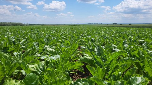 Sunoko ove godine planira proizvodnju 170.000 tona šećera