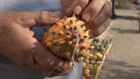 БОРКО ГАЈИ БИЉКЕ КОЈЕ РЕТКО КО ИМА У СРБИЈИ: Комад кошта и до 200 динара, подсећа на киви, а успева и на обронцима планина (ВИДЕО)