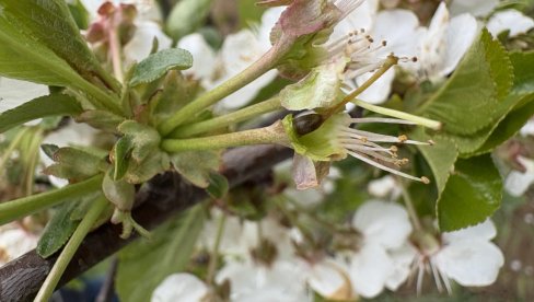 НАЈГОРА ГОДИНА ЗА ШЉИВЕ И КАЈСИЈЕ: Укупан род воћа у овој години је преполовљен у односу на просек
