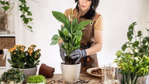 АКО ТО НИСТЕ УРАДИЛИ, НЕЋЕ ПРЕЖИВЕТИ: Како да припремите биљке за јесен - послушајте савете искусних баштована