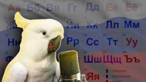 NAPRAVIO HAOS U TURSKOJ: Papagaj koji priča RUSKI danima izmiče hvatanju