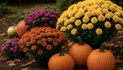 ZAŠTITITE CVEĆE TOKOM JESENI I ZIME: Iskusni baštovani daju prave savete - evo šta treba da uradite