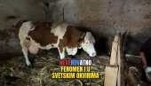 НЕВЕРИЦА И РАДОСТ: Колико је крава отелила телади - не памти се у Србији (ВИДЕО)