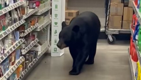 DRAMA Medved upao u prodavnicu, ujeo baku (90), a onda su ga ubili: Plakala sam kada su ga upucali! (VIDEO)