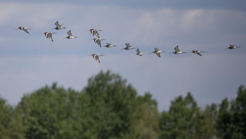 POSMATRAJTE ČUDESNE MIGRACIJE PTICA: Društvo za zaštitu i proučavanje ptica Srbij4, 4. i 5. oktobra organizuje izlete  širom Srbije