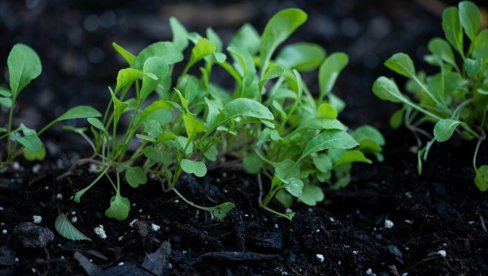 КИЛОГРАМ ОВЕ САЛАТЕ ИДЕ И ДО 25 ЕВРА: Ево када је право време за њену сетву и шта је најважније за добар род